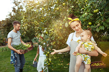 Image showing The happy young family during picking apples in a garden outdoors