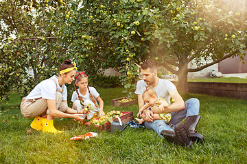 Image showing The happy young family during picking apples in a garden outdoors