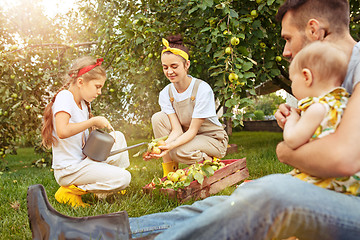 Image showing The happy young family during picking apples in a garden outdoors