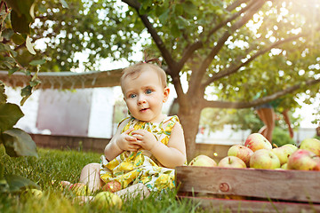 Image showing The happy young baby girl during picking apples in a garden outdoors