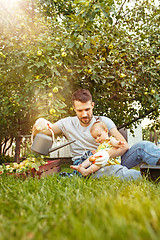 Image showing The happy young family during picking apples in a garden outdoors