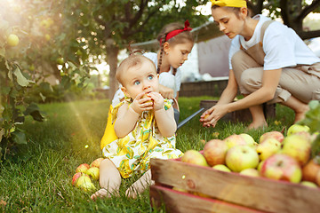 Image showing The happy young family during picking apples in a garden outdoors