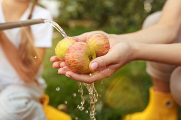 Image showing The happy young family during picking apples in a garden outdoors