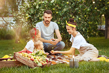 Image showing The happy young family during picking apples in a garden outdoors