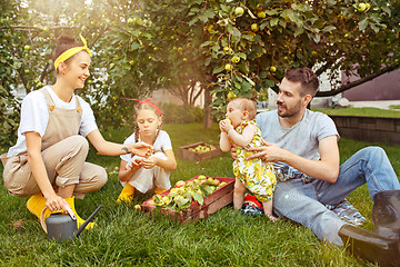 Image showing The happy young family during picking apples in a garden outdoors