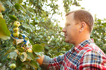 Image showing The male hand during picking apples in a garden outdoors