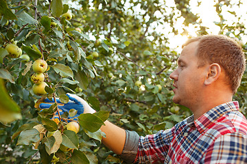 Image showing The male hand during picking apples in a garden outdoors