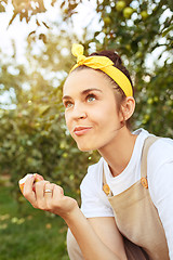 Image showing The woman during picking apple in a garden outdoors