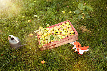 Image showing Organic apples in basket, apple orchard, fresh homegrown produce