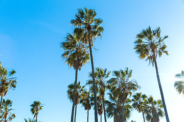 Image showing palm trees over sky at venice beach, california