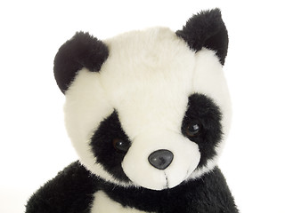 Image showing Panda bear