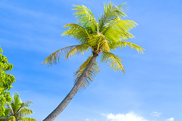 Image showing palm trees over blue sky