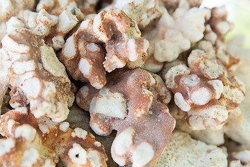 Image showing close up of hard stony coral