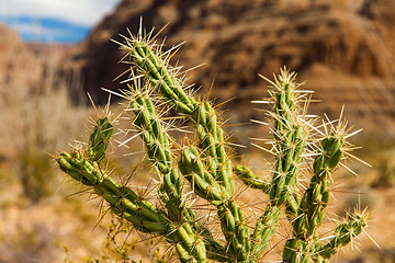 Image showing thorny cactus growing in desert of grand canyon