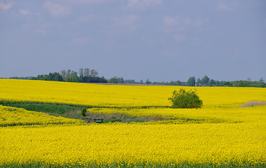 Image showing Yellow rape field with trees and bushes