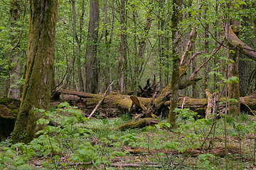 Image showing Deciduous stand with hornbeams and oaks