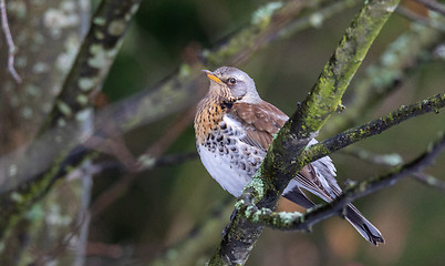 Image showing Fieldfare (Turdus pilaris) closeup