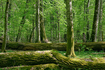 Image showing Old natural deciduous stand with oak trees