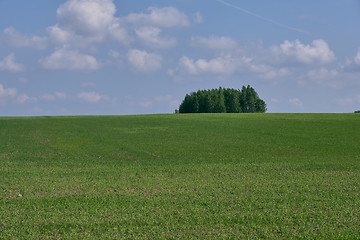 Image showing Fresh green field of juvenille grain and tree
