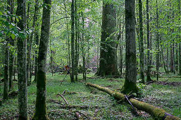 Image showing Old natural deciduous stand in spring