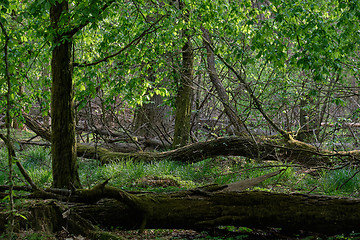 Image showing Old natural deciduous stand with old oak trees