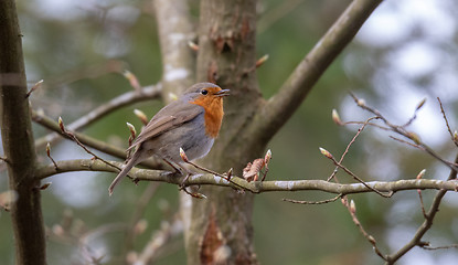 Image showing European robin (Erithacus rubecula) siting