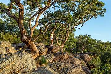 Image showing Woman standing under large gum trees on the mountain gully edge