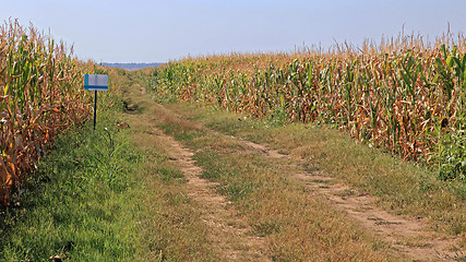 Image showing Corn Field