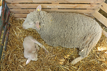 Image showing Newborn Lamb Sheep