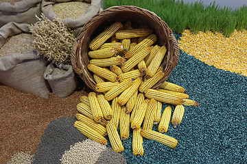 Image showing Corn Maize