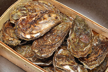 Image showing Oysters in Box