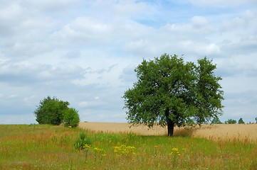 Image showing Summer Landscape