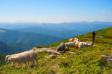 Image showing Herd of sheeps