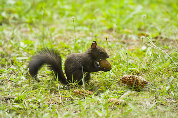 Image showing Cute squirrel carrying a nut