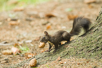 Image showing Red squirrel carrying a nut