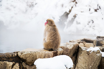 Image showing japanese macaque or snow monkey in hot spring