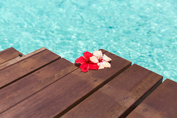 Image showing beautiful purple hibiscus flower on wooden pier