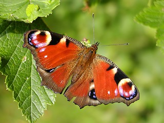 Image showing Butterfly