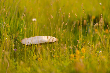 Image showing macrolepiota procer