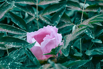 Image showing A bush with a blooming pion in the garden.