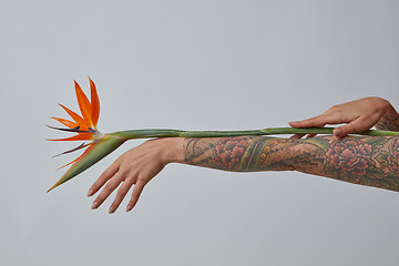 Image showing An orange strelitzia flower decorates a female hand on a gray ba