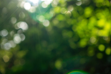 Image showing Green summer garden. Blurred natural background with bokeh effect on a sunny day.