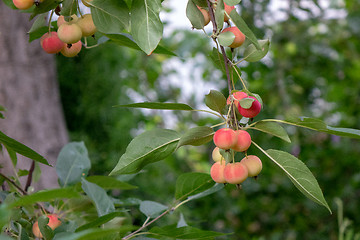 Image showing Decorative paradise apples on a green branch in the farm garden. Organic ripe product