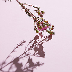 Image showing Flowering branch of pink flowers on a pink background