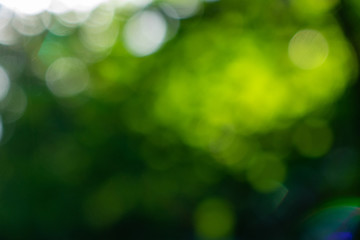 Image showing Green foliage. Natural blurred background bokeh on a sunny summer day.