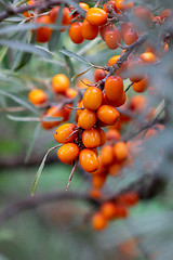 Image showing A bunch of juicy eco-friendly sea-buckthorn berries on a green branch in the garden. Macro photo