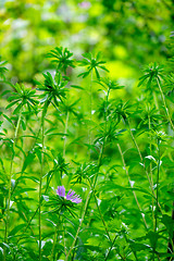 Image showing Beautiful summer natural background of green garden in sunny day.