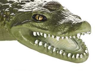 Image showing Crocodil