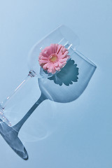 Image showing Composition from a glass and gerbera on a blue background. A flo