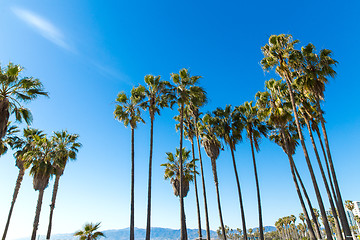 Image showing palm trees at venice beach, california